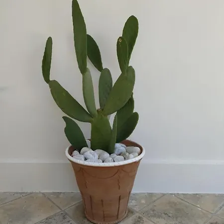 ファームステイ Masseria Tenuta I Quattro Venti *