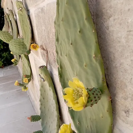 Masseria Tenuta I Quattro Venti ファームステイ *