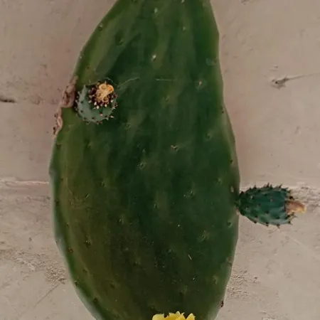 Alojamento de Turismo Rural Masseria Tenuta I Quattro Venti Otranto