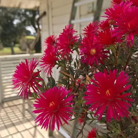 ファームステイ Masseria Tenuta I Quattro Venti