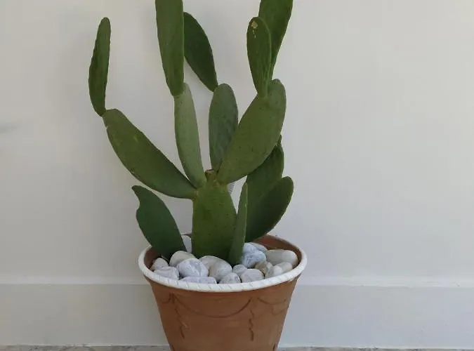 Agroturismo Masseria Tenuta I Quattro Venti *