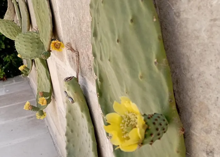 Masseria Tenuta I Quattro Venti Agroturismo *