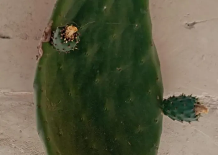 Agroturismo Masseria Tenuta I Quattro Venti Otranto